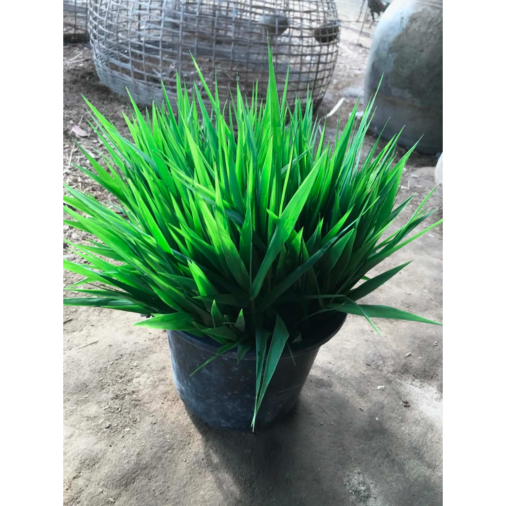 หญ้าขน สำหรับสัตว์เลี้ยง ขนาด 0.5 กิโลกรัม