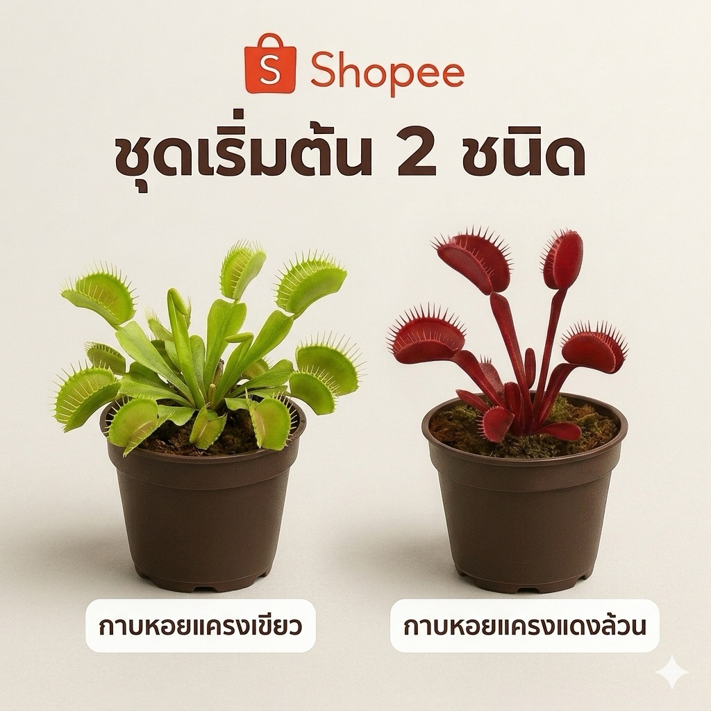 กาบหอยแครงเขียว+แดง จัดเซ็ต ต้นจริงพร้อมส่ง!