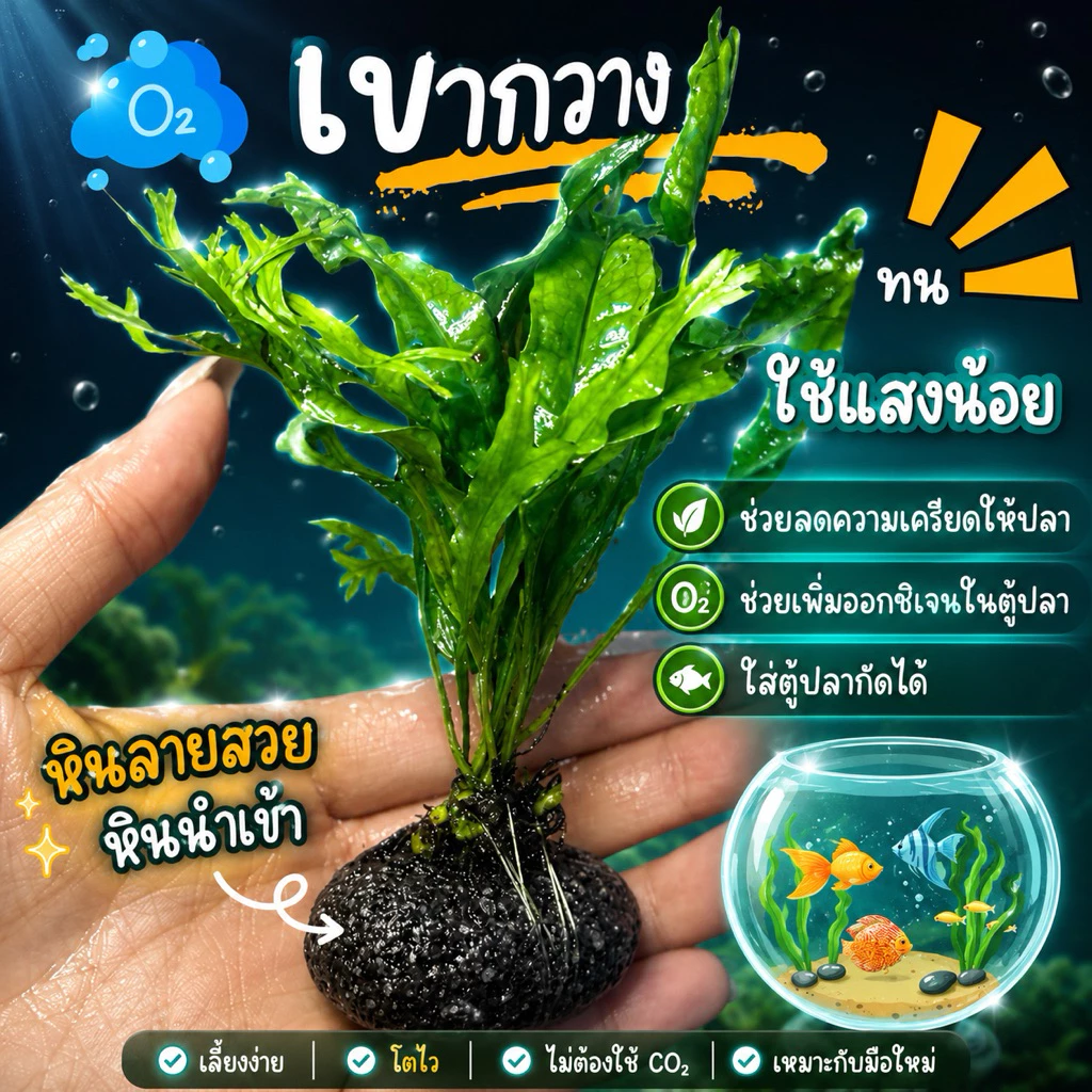 เขากวาง(หินออส) 🪸แต่งตู้ปลา