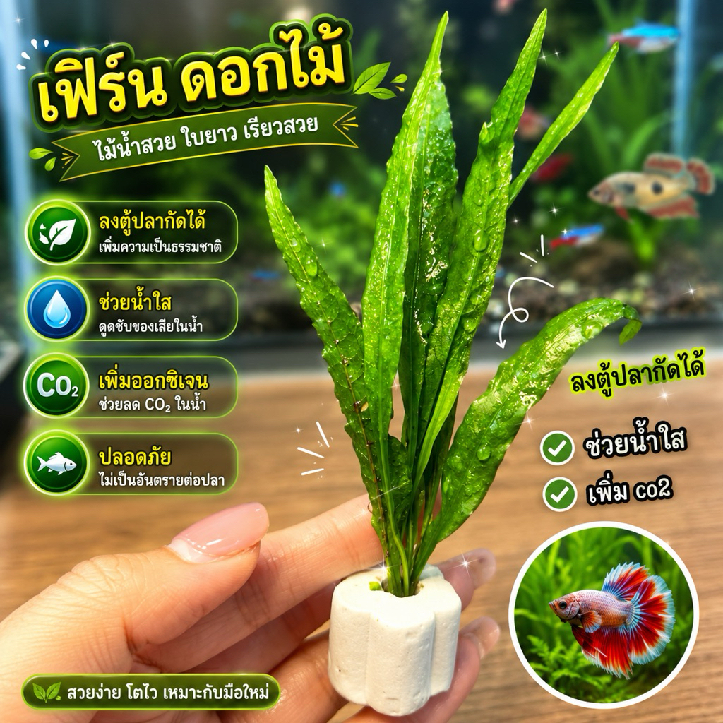 เฟิร์น 🌿(ดอกไม้) ช่วยน้ำใส เลี้ยงง่าย