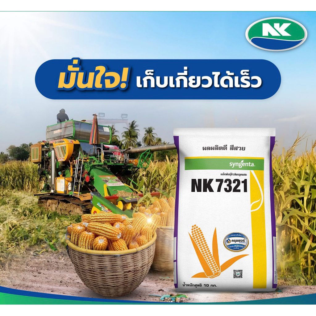 เมล็ดพันธุ์ข้าวโพด NK(เอ็นเค) 7321 3.5หุน 10กิโลกรัม ใบตั้ง ปลูกถี่ได้ ฝักใหญ่ สีส้มเหลือง แกนเล็ก ท
