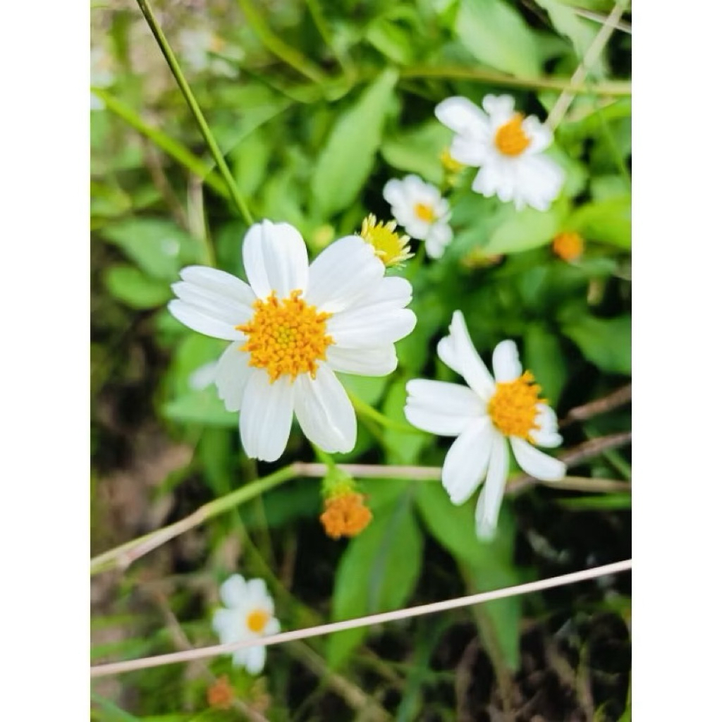 🌿✨ ต้นกล้าดาวดอย หรือ ปิ่นนกไส้ ไม้ประดับใบสวย ฟอร์มแน่น เลี้ยงง่าย 5 แถม 1 ✨🌿