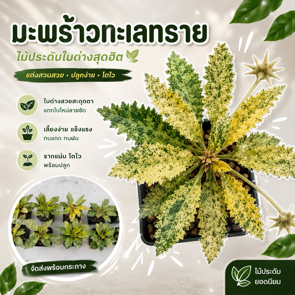 มะพร้าวทะเลทราย ฮอวูดดี้ (Dorstenia Horwoodii) สายพันธุ์ด่าง