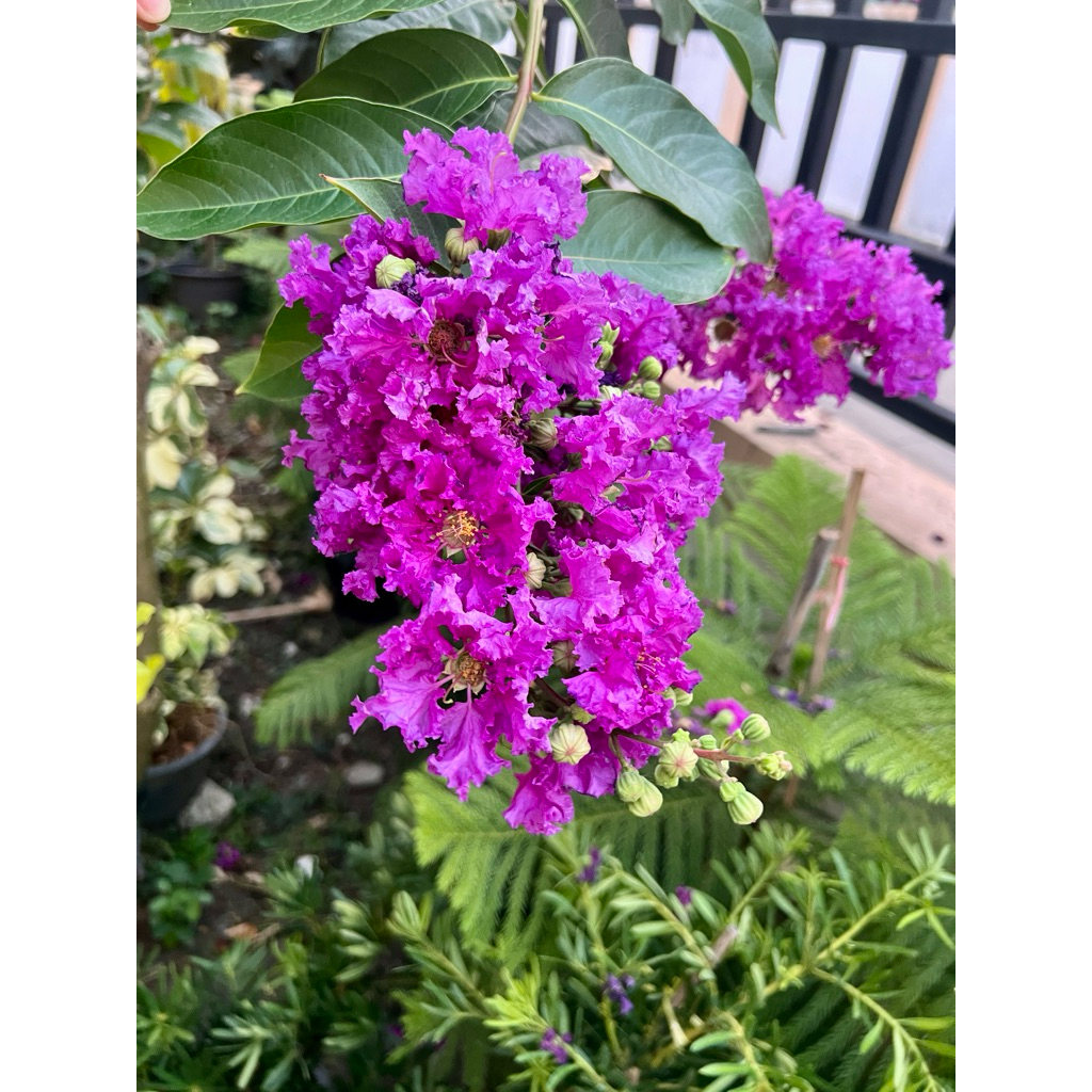 ต้นส่าหรี ดอกฟูๆๆ สีชมพู สีม่วง ติดดอกพร้อมส่ง!!