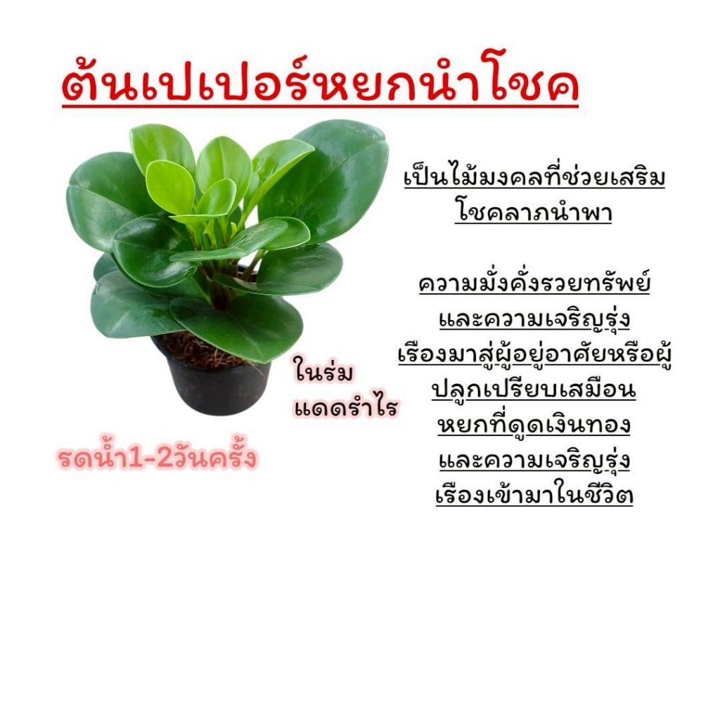 ต้นเปเปอร์หยกนำโชค กระถาง 3" พร้อมส่ง