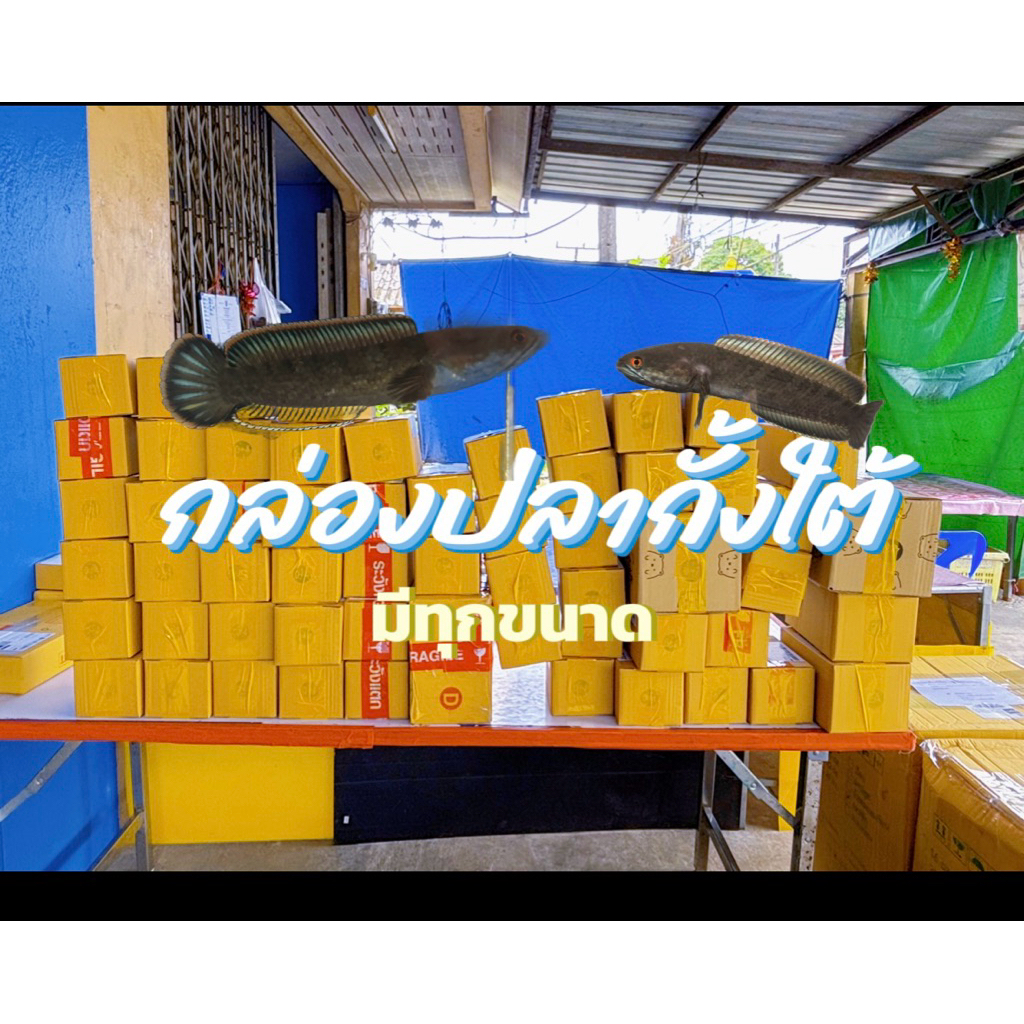 กล่องใส่กั้งใต้ กั้งใต้สวยๆตรงปก มีจำกัด