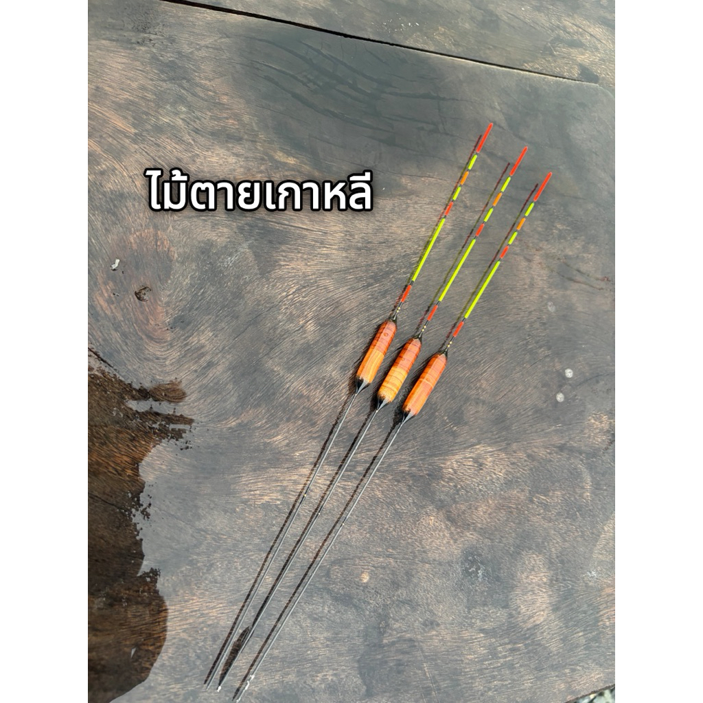 ทุ่นไม้ตายเกาหลี หนามจี้+หนามงิ้ว หางตัน (ราคา1ดอก)