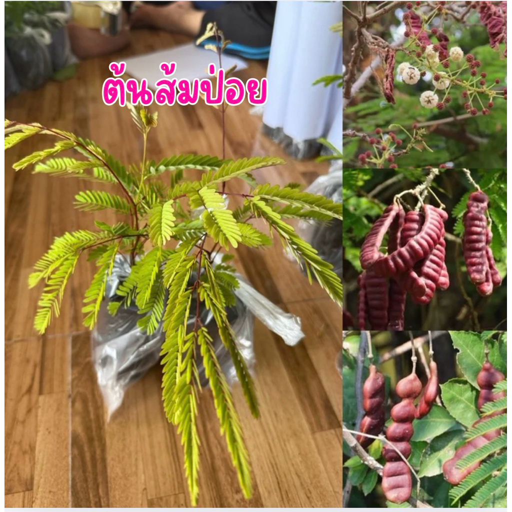 ต้นส้มป่อย ยอดอ่อนใบอ่อนรับประทานได้ รสชาติเปรี้ยว พร้อมส่งค่ะ