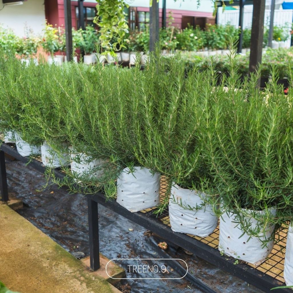 โรสแมร์รี่ (Rosemary) ถุงขาว นิ้ว  สูง 40 - 50 ซม.  สมุนไพรกลิ่นหอม