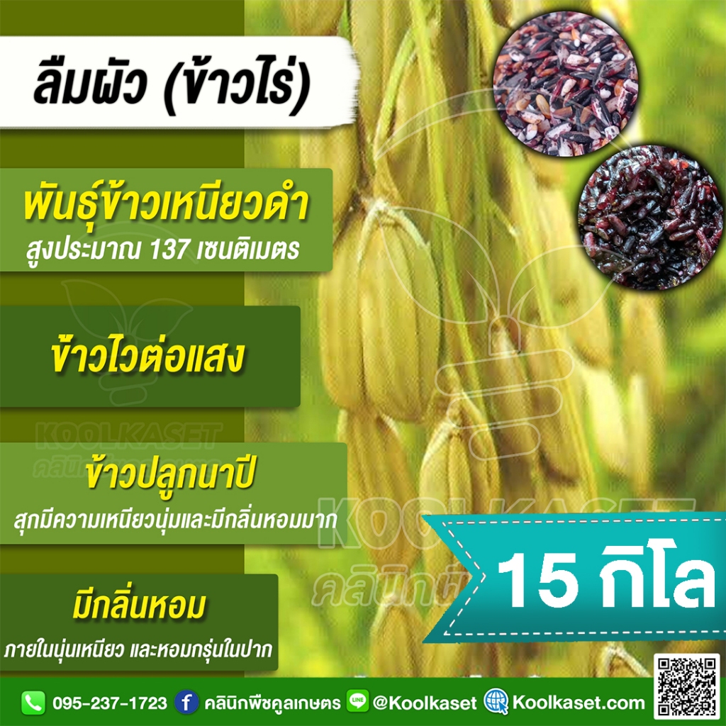 เมล็ดพันธุ์​ข้าว ข้าวเหนียวดำ ข้าวไร่ ลืมผัว ปลูกที่ดอน นาโคก สภาพไร่ นาปี นุ่ม หอมจนลืมผัว 15 กก. คูลเกษตร ไรซ์ KR30.5