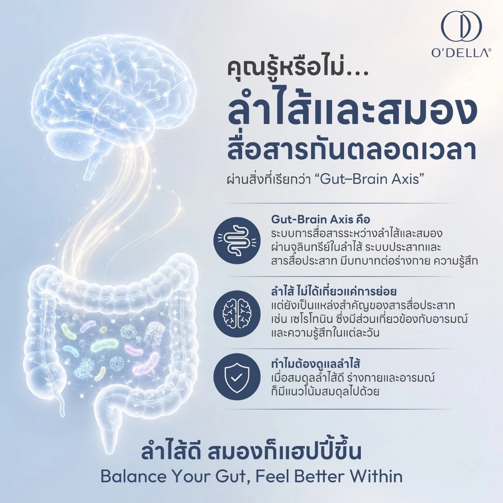 O'DELLA SCIBAC PROBIOTICS : อาหารเสริมโพรไบโอติกส์ชนิดแคปซูล จำนวน 30 แคปซูล thumbnail 4