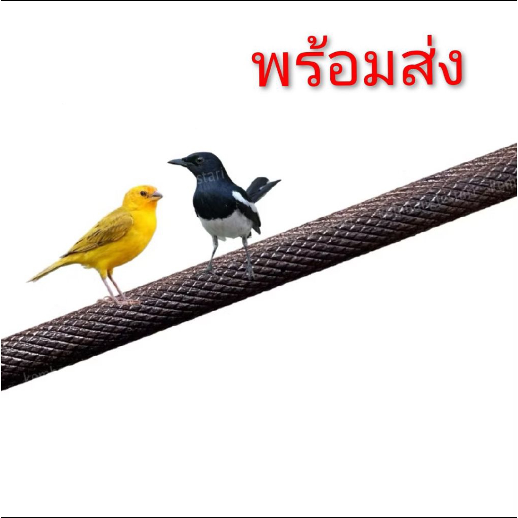 คอนกรงนก คอนกลาง คอนไม้ ความยาว50เซนติเมตร สำหรับการดูแลนก