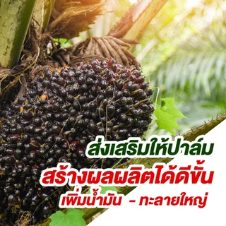 (ยกกระสอบ25kg)แม่ปุ๋ย (กรีเซอร์ไรท์) แมกนีเซียมซัลเฟต โมโนไฮเดรต ชนิดเม็ด ช่วยให้พืชสังเคราะห์แสง