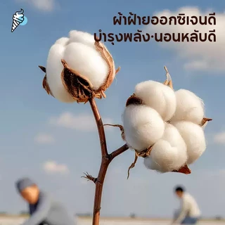 ผ้าห่มหน้าร้อน ผ้าห่มเย็น ผ้าห่มแอร์ รุ่นบางเปา ซักเครื่องได้ ไม่จับเป็นก้อน 3.5/5/6/6.5 ฟุต