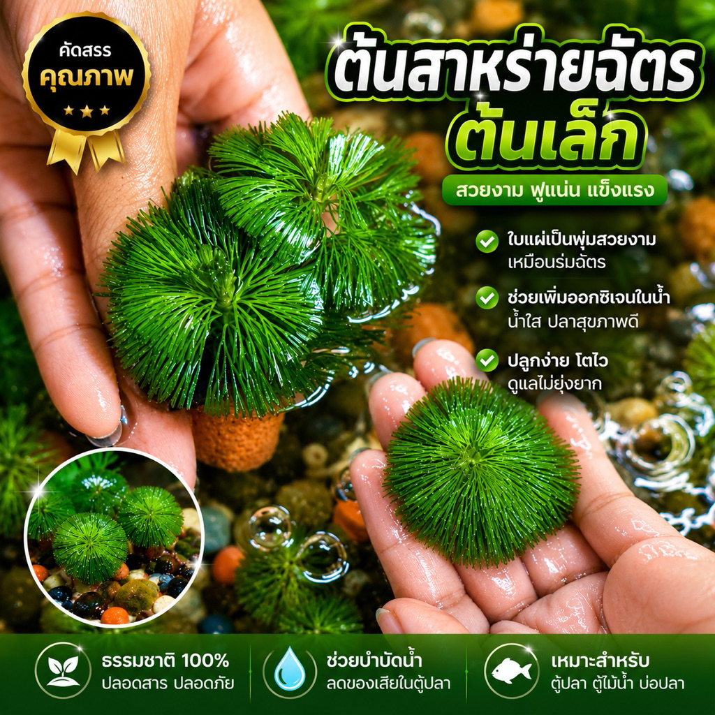 ต้นสาหร่ายฉัตร🌺(ต้นเล็ก) 5แถม1 เลี้ยงง่าย