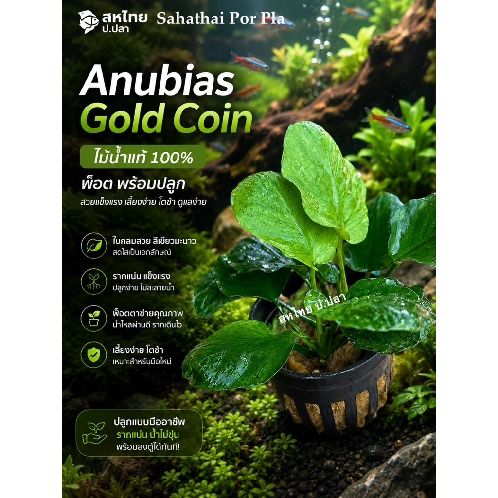 อนูเบียส Anubias gold ​coin และอื่นๆ แบบกระถางพ็อตดำ ต้นไม้น้ำ ต้นไม้น้ำพร้อมปลูก  ***กรุณาอ่านรายละเอียดก่อนสั่งซื้อ***