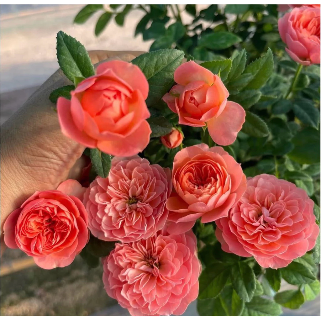 กุหลาบสายพันธุ์ฉายหงส์ เทเรซ่า (chi-hong Terrazza) ไม้พุ่มเตี้ย ดอกดก สีชมพูโอรส