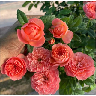 กุหลาบสายพันธุ์ฉายหงส์ เทเรซ่า (chi-hong Terrazza) ไม้พุ่มเตี้ย ดอกดก สีชมพูโอรส