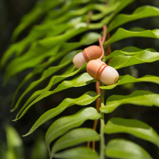 Marley Em-Je061 Little Bird Mic In-Ear หูฟังอินเอียร์