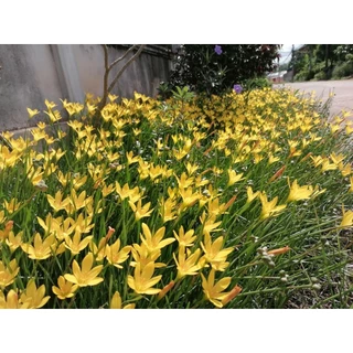 บัวดินสีเหลืองขมิ้น / บัวสวรรค์ (Rain Lily) 20 หัว คละไซส์