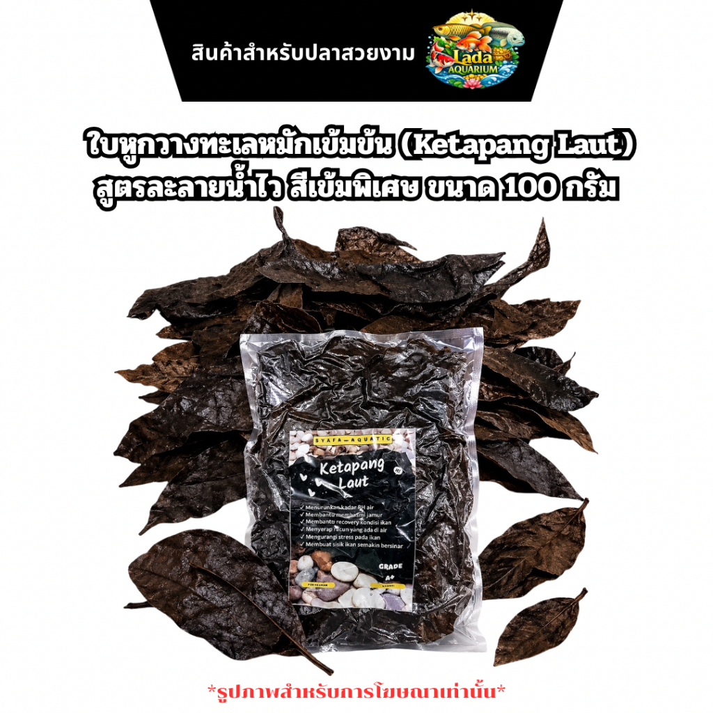 🌿 ใบหูกวางทะเลหมักเข้มข้น (Ketapang Laut) สูตรละลายน้ำไว สีเข้มพิเศษ ขนาด 100 กรัม