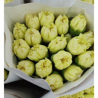 สินค้าพร้อมจัดส่ง ดอกคาร์เนชัน Carnation คัดเกรดพรีเมียม สดใหม่[ส่งทันทีในวัน⚡]