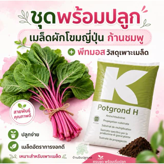 เมล็ดพันธุ์ผักโขมญี่ปุ่น ก้านชมพู Japanese Pink Amaranth เมล็ดพันธุ์แท้นำเข้า อัตราการงอกสูง ปลูกง่าย สีสวย