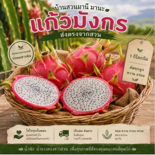แก้วมังกรขาว 1 กิโลกรัม ส่งตรงจากสวน(ปลอดสารพิษ)