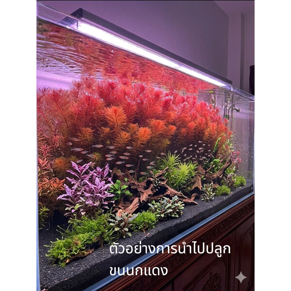 [Min] Myriophyllum Red ขนนกแดง แดงง่าย เลี้ยงบ่อใช้แสงธรรมชาติได้ ใช้ไฟไม้น้ำสีจะแดงสดมากๆ ไม้น้ำnoco2ได้ 5ต้นต่อชุด