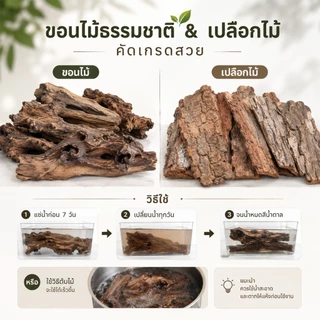 ขอนไม้แต่งตู้ปลา 25cm ชนิดไม่จม เปลือกไม้ธรรมชาติ ไม้เทอราเรียม ยึดมอส ไม้น้ำ ที่หลบปลา กุ้ง เต่า แต่งสวนถาด
