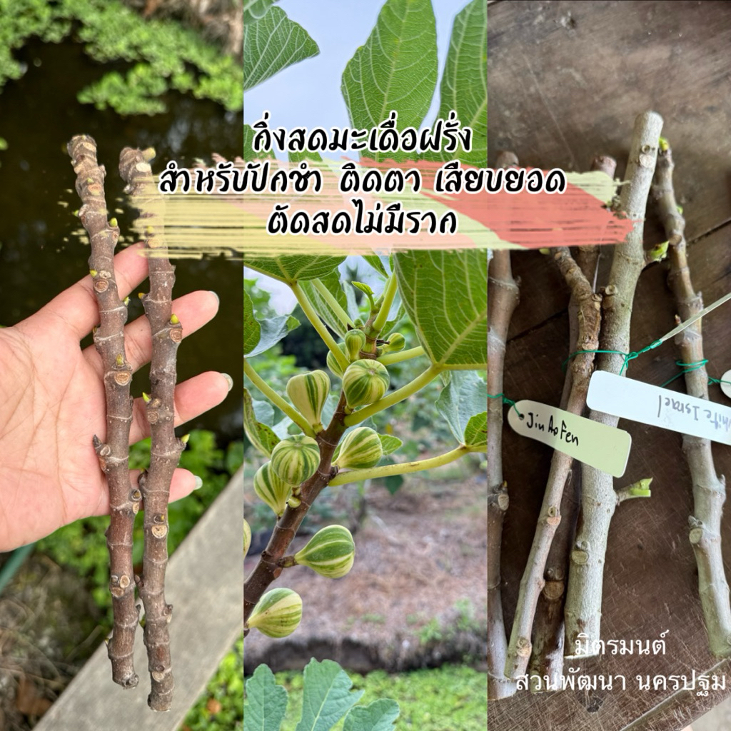 กิ่งสดมะเดื่อฝรั่ง fig ตะกร้า 1 พร้อมส่ง ตัดสดไม่มีราก การันตีสายพันธุ์แท้ 💯สำหรับปักชำ/ติดตา,เสียบยอด ตัดขนาด 20-25 ซม.
