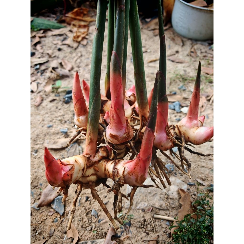 พันธุ์​ข่าตาแดงแท้​  ขุดสดจากสวน​ 1​ ชุด​ 8​ ต้น