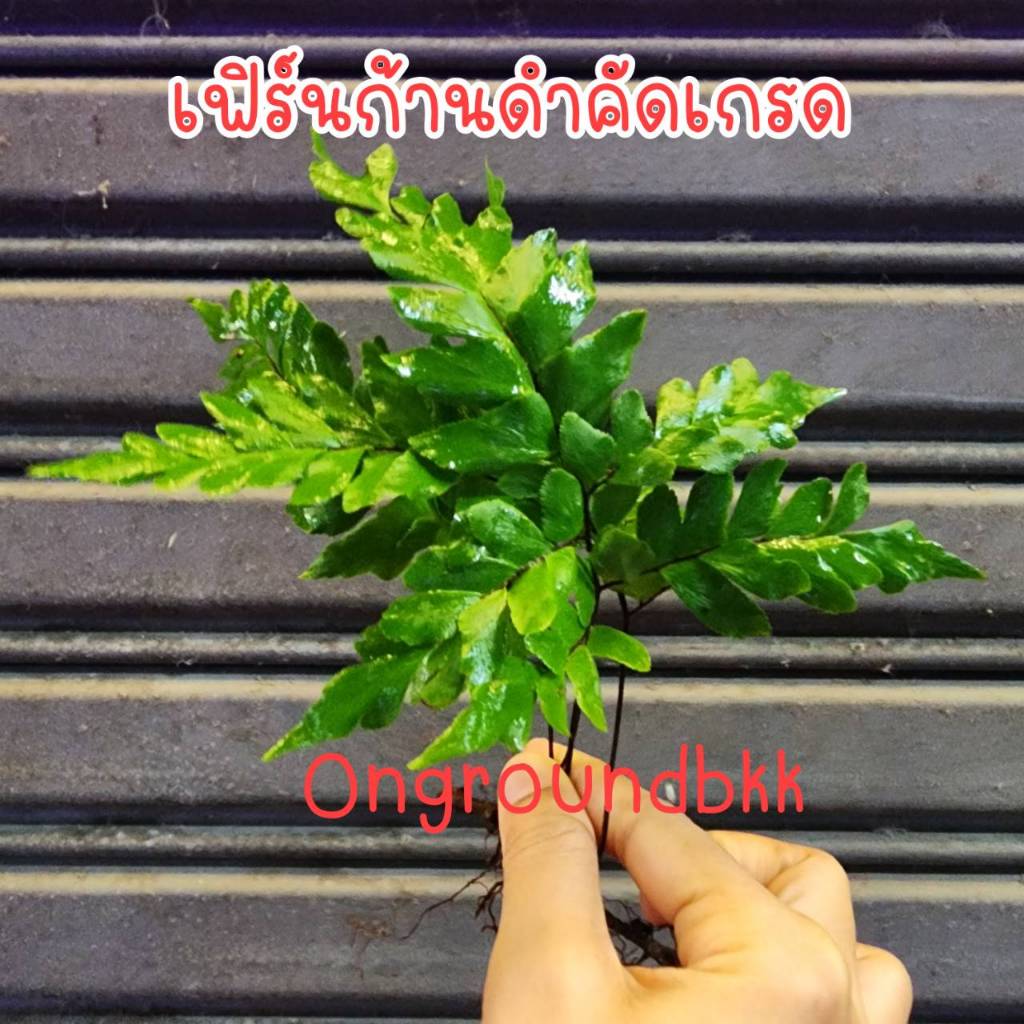 พร้อมส่ง(2ก้าน)เฟินก้านดำ เฟิร์นก้านดำ คัดพิเศษ เลี้ยงปลา