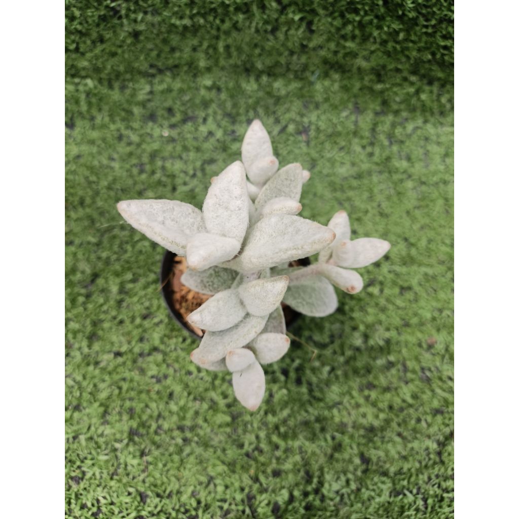 ไม้อวบน้ำ "แพนด้าขาวหิมะ" Kalanchoe Eriophylla" (Snow White Panda Plant) ไม้ในกระถาง2"