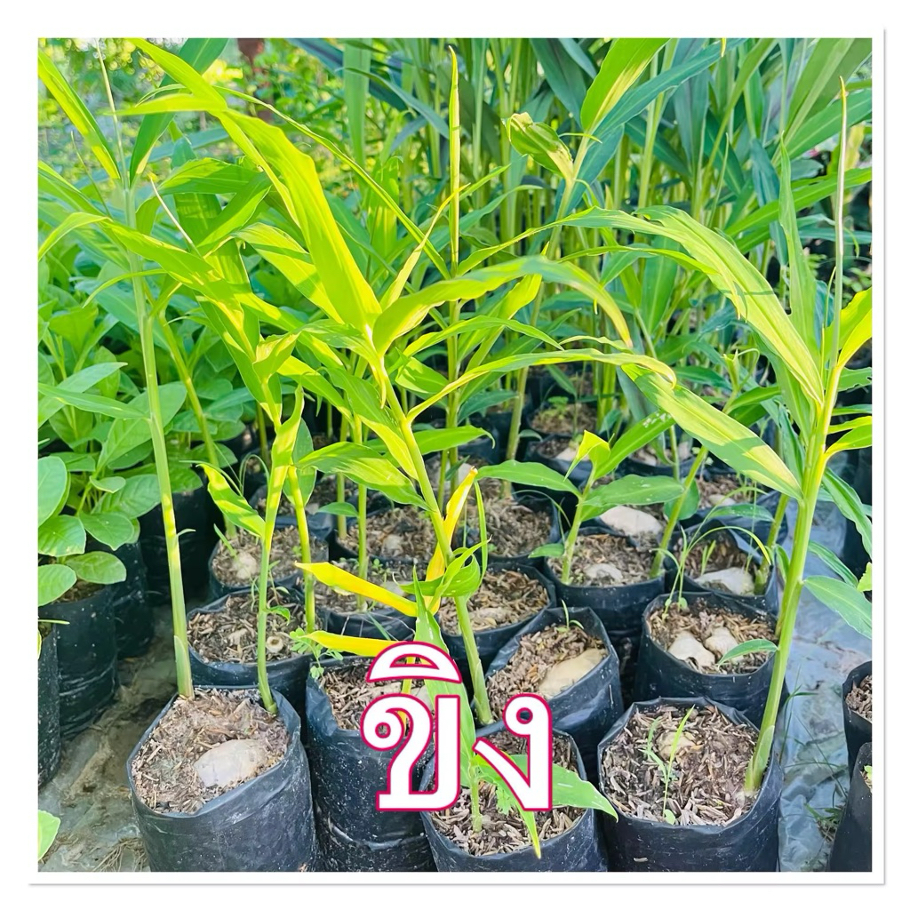 🌱 ต้นพันธุ์ขิงสด แข็งแรง พร้อมปลูก 🌱 10 แถม 1