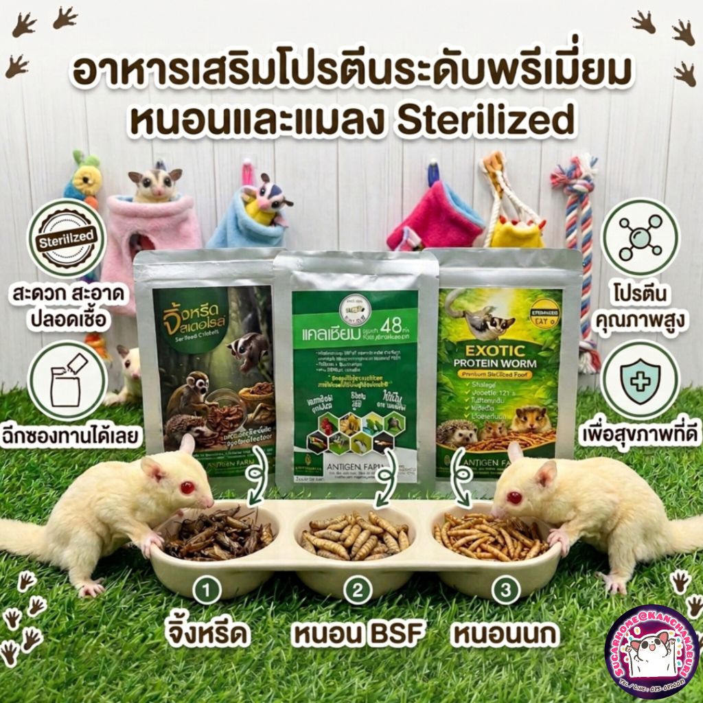 หนอนและแมลง (Sterilized) สะอาด ปลอดภัย ฉีกซองทานได้เลย