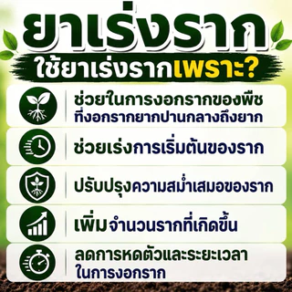 ++ผลิตใหม่ล่าสุด 31/10/68++ยาเร่งราก plantroot แพลนรูท เร่งรากมาเร็ว เยอะ ใช้ง่าย