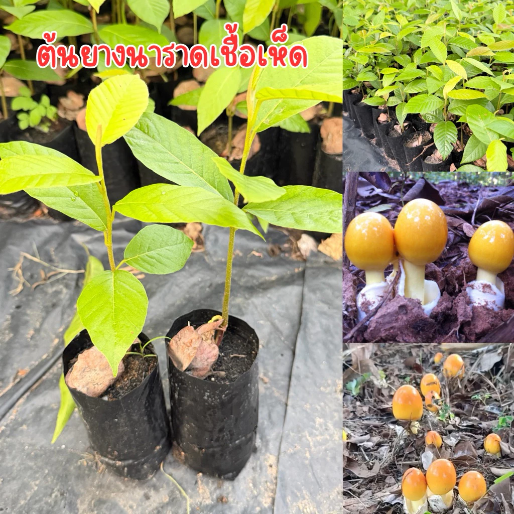 ต้นยางนาราดเชื้อเห็ด ชุด10ต้น เห็ดระโงก เห็ดตับเต่า เห็ดแดง