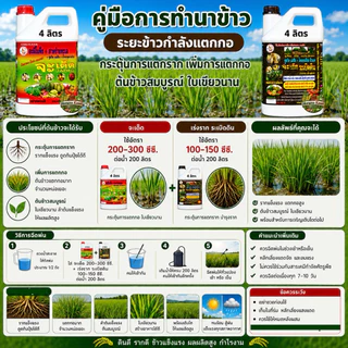 จะเด็ดสำหรับ นาข้าวอะมิโน นํ้าตาลทางด่วน สาหร่ายทะเล อาหารพืช ฮอร์โมนพืช