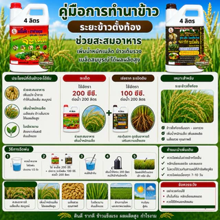 จะเด็ดสำหรับ นาข้าวอะมิโน นํ้าตาลทางด่วน สาหร่ายทะเล อาหารพืช ฮอร์โมนพืช