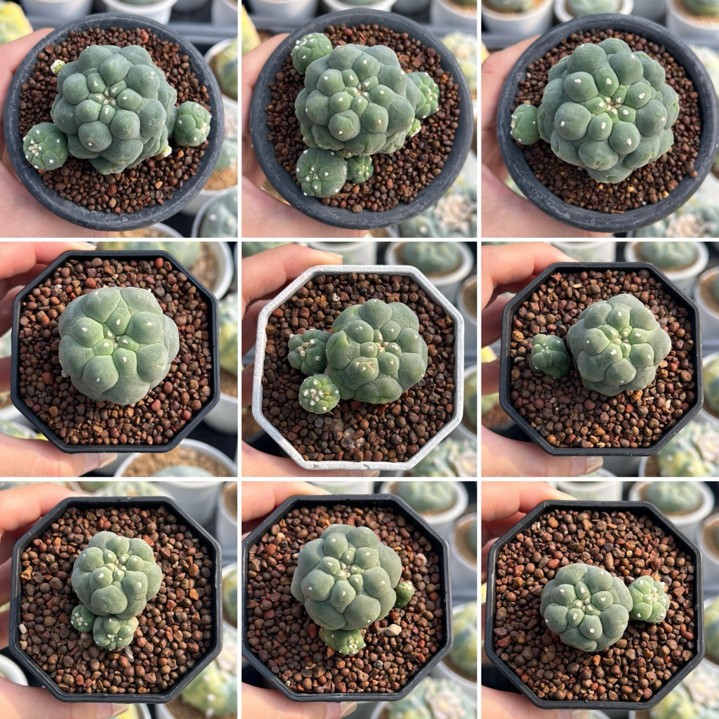 Lophophora Diffusa Monst: โลโฟ ดิฟฟูซ่า มอนส์ แคคตัส กระบองเพชร
