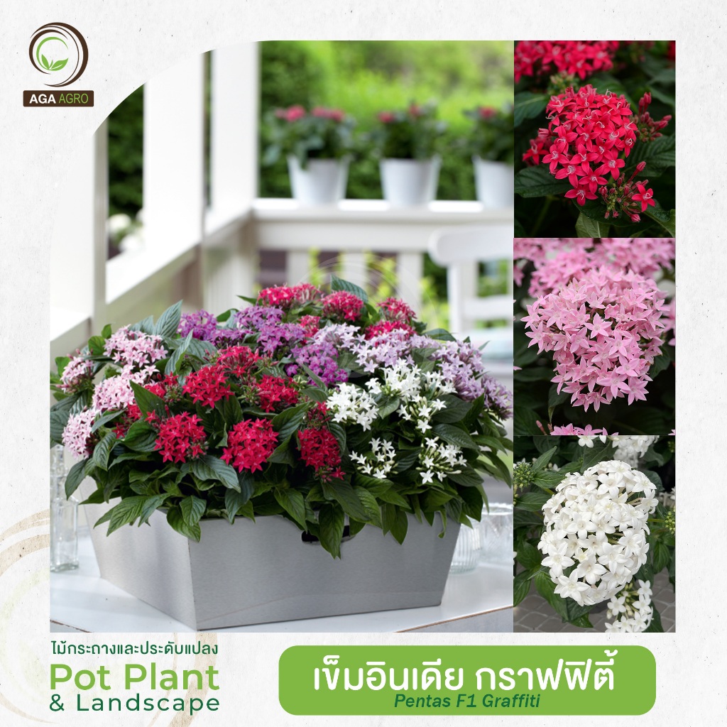AGA AGRO I "เข็มอินเดีย กราฟฟิตี้ ฟรีฟอลส์" พันธุ์เลื้อยตัวใหม่! 50 เมล็ด-Pentas Trailing F1 Graffiti Falls