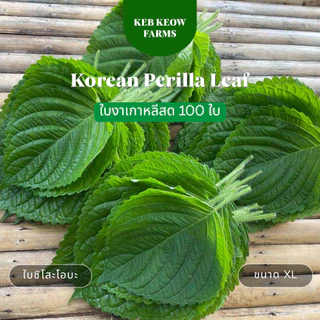 ใบงาเกาหลีสด 100 ใบ Korean Perilla Leaf ใบชิโสะโอบะขนาด XL