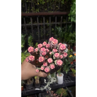 รอบใหม่พร้อมส่ง14-8-26 ขนาด3นิ้ว 5-10ต้น Crassula Baby necklace. #สปริงชมพู #หนอนสปริงน่ารักแน่นๆๆ4นิ้ว☀️ยิ่งสีออก