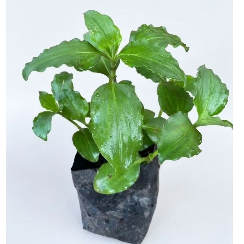 ต้นกล้าปราบใบมน : Commelina benghalensis L
