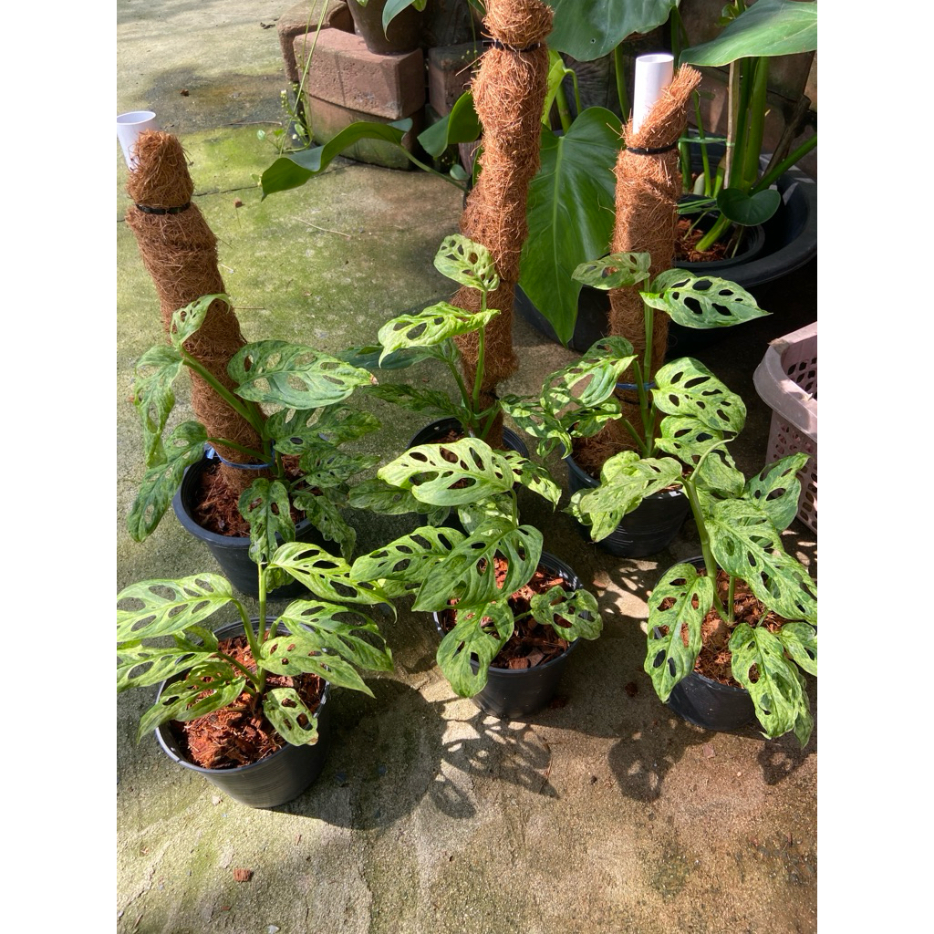 พลูฉลุด่าง หรือ monstera adansonii mottled variegated ซึ่งเป็นไม้ใบที่มีความโดดเด่นด้วยสีสันที่สวยงามแปลกตา