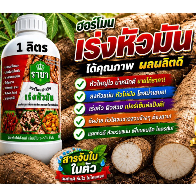ราชาตระกูลหัว ลงหัวเร็ว หัวใหญ่ลงหัวดี น้ำหนักดี เปอร์เซ็นต์แป้งสูง