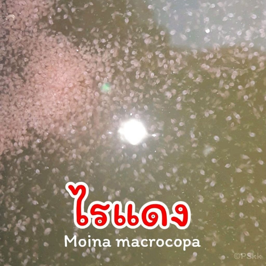 น้ำเขียวพันธุ์ไร///(กดที่ตัวเลือก)