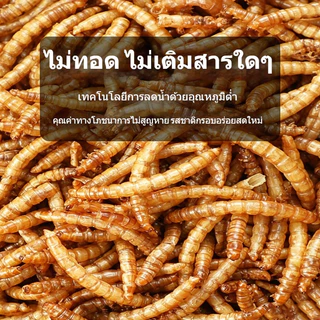 หนอนอบแห้ง หนอนอาหาร โปรตีนสูงคุณภาพสูง ดูดซึมสารอาหารได้ดี อาหารหนูแฮมเตอร์