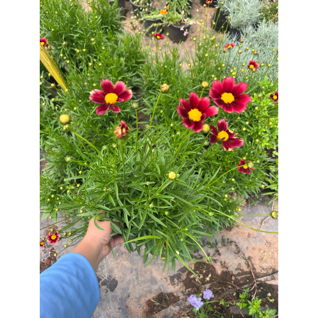 🪴ดอกจันทร์ฉายแดง🌺กระถาง 6 นิ้ว🌷สีแดงสวย พร้อมส่ง